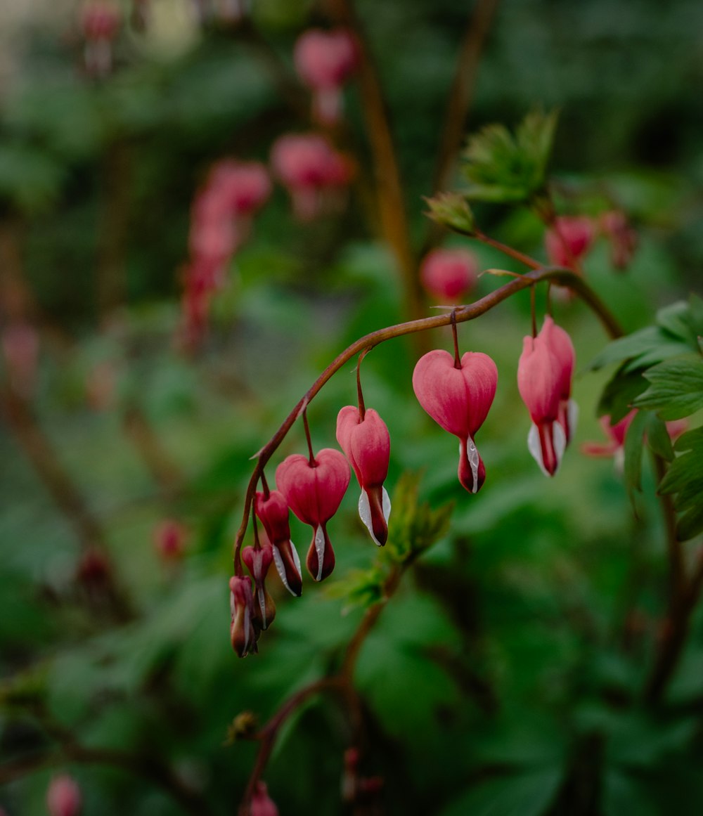 pink bleeding heart flowers in close up photography
