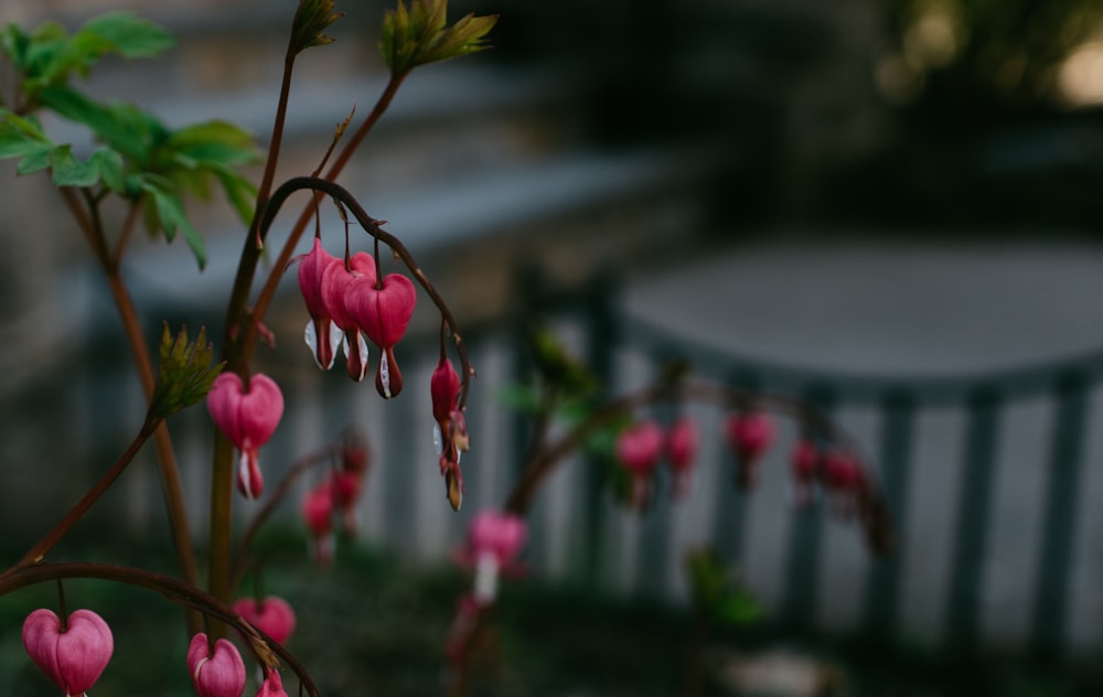 pink and yellow flowers in tilt shift lens