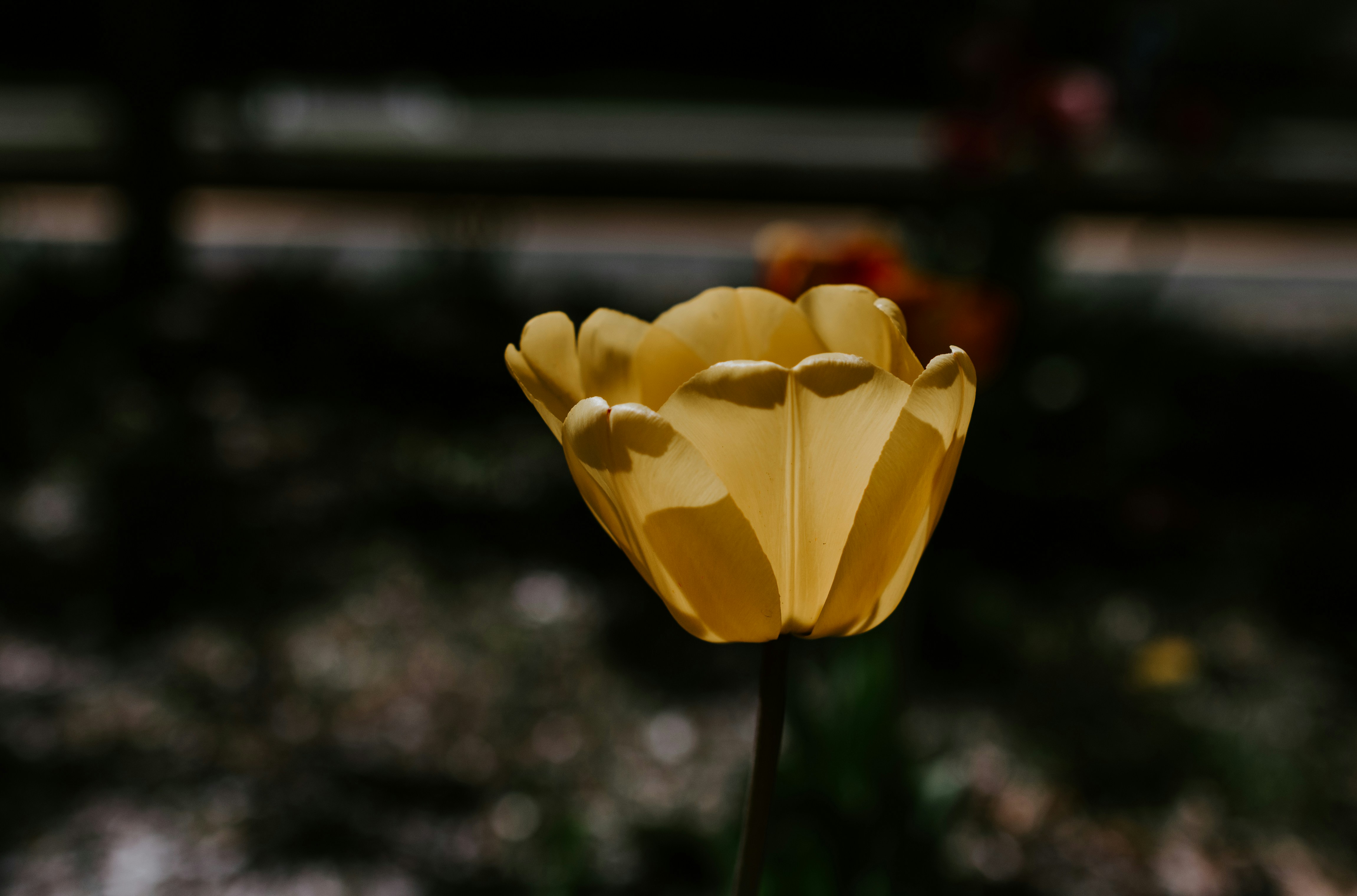 Photo by kellysikkema