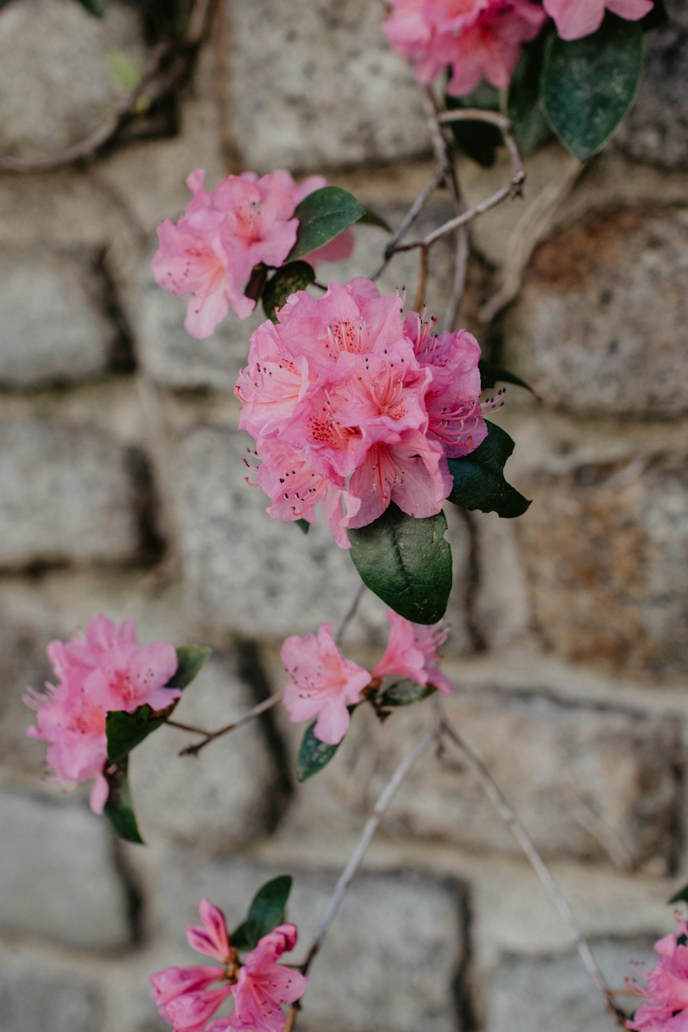 fleur rose sur mur de briques brunes