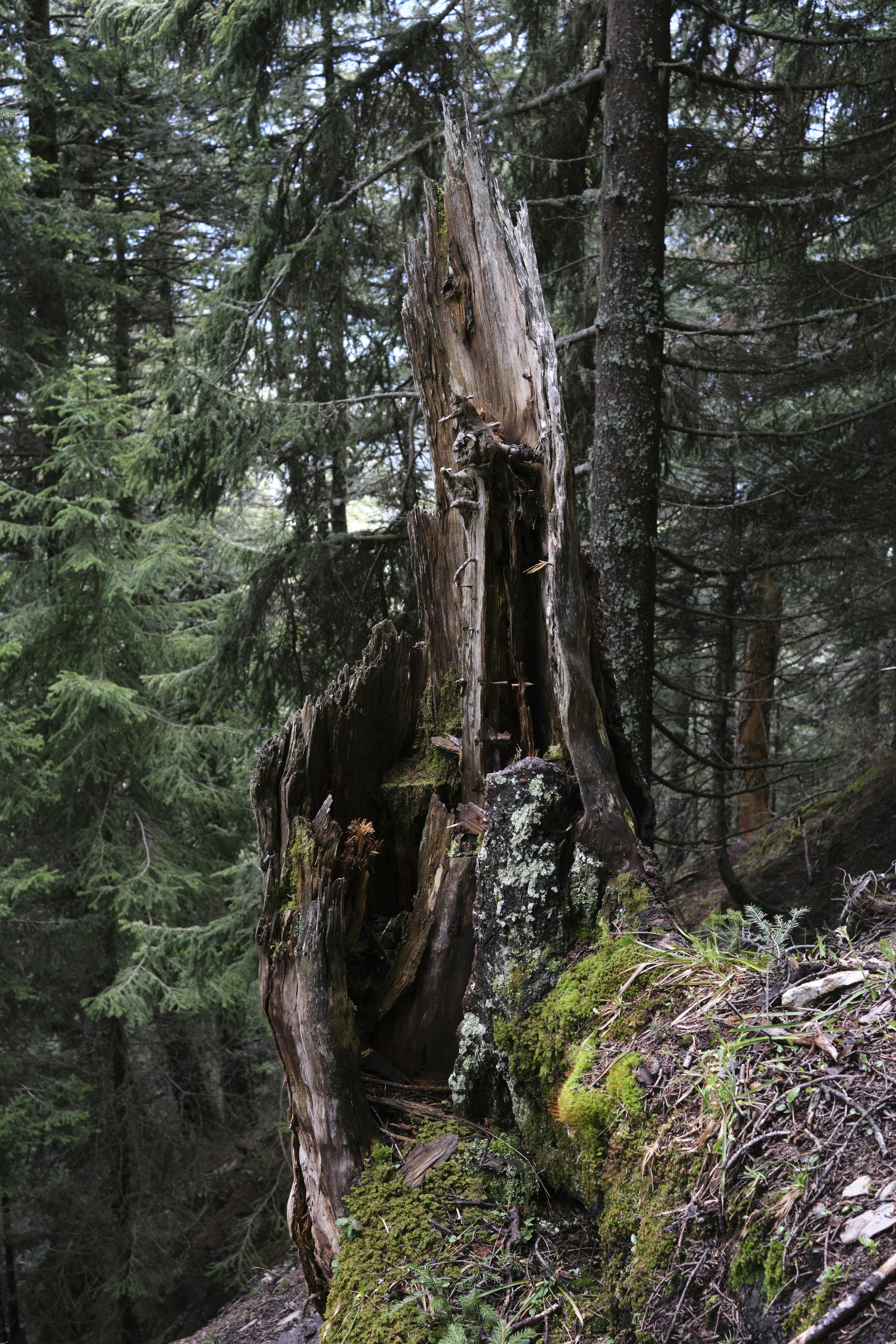 Photo by bullfishfighter