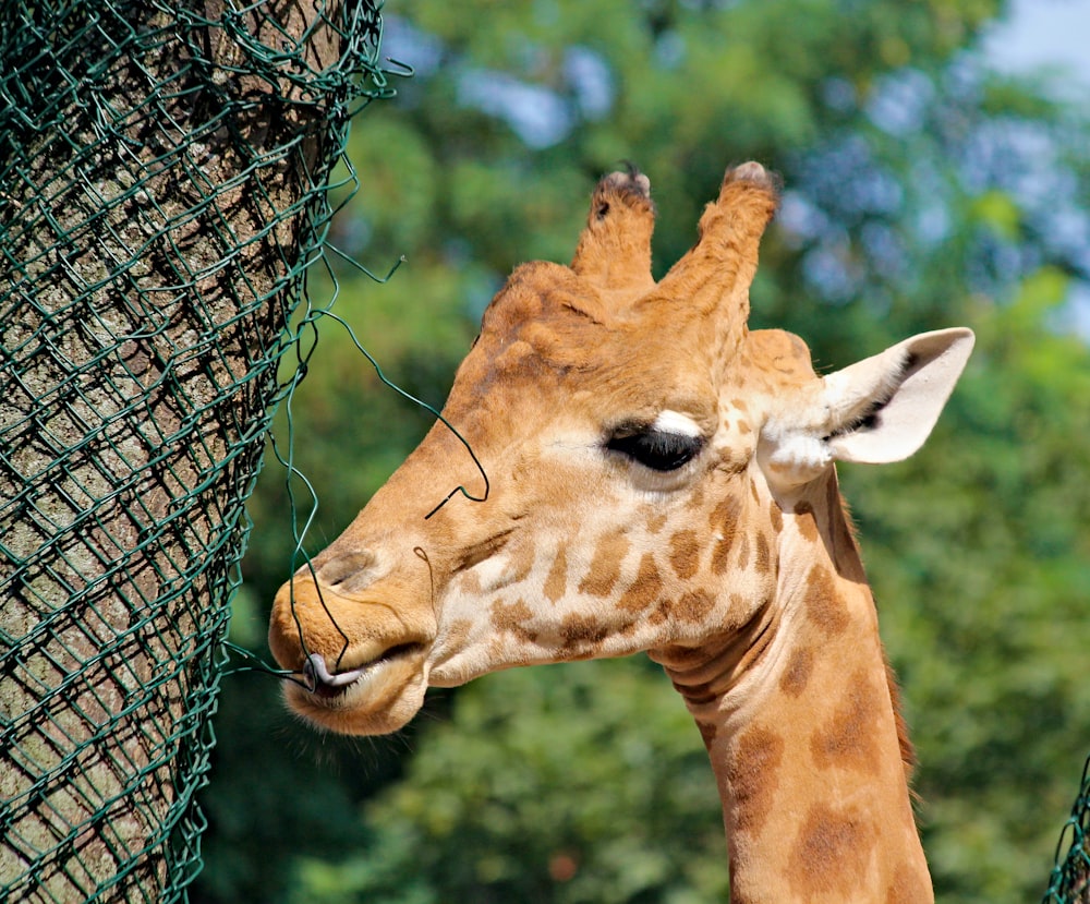 brown giraffe behind gray metal fence during daytime