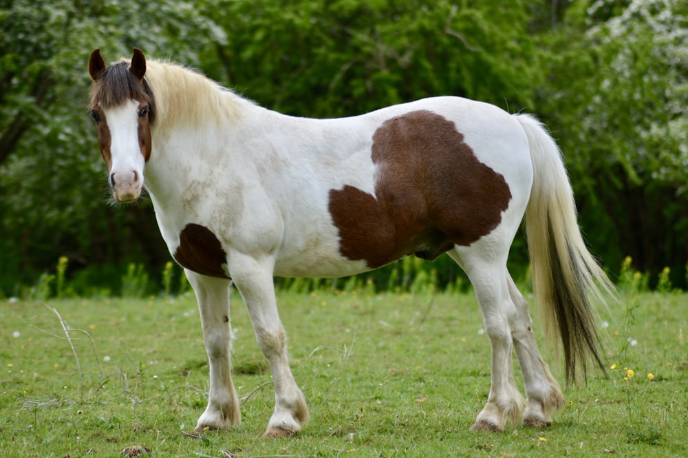 brown and white horse on green grass field during daytime