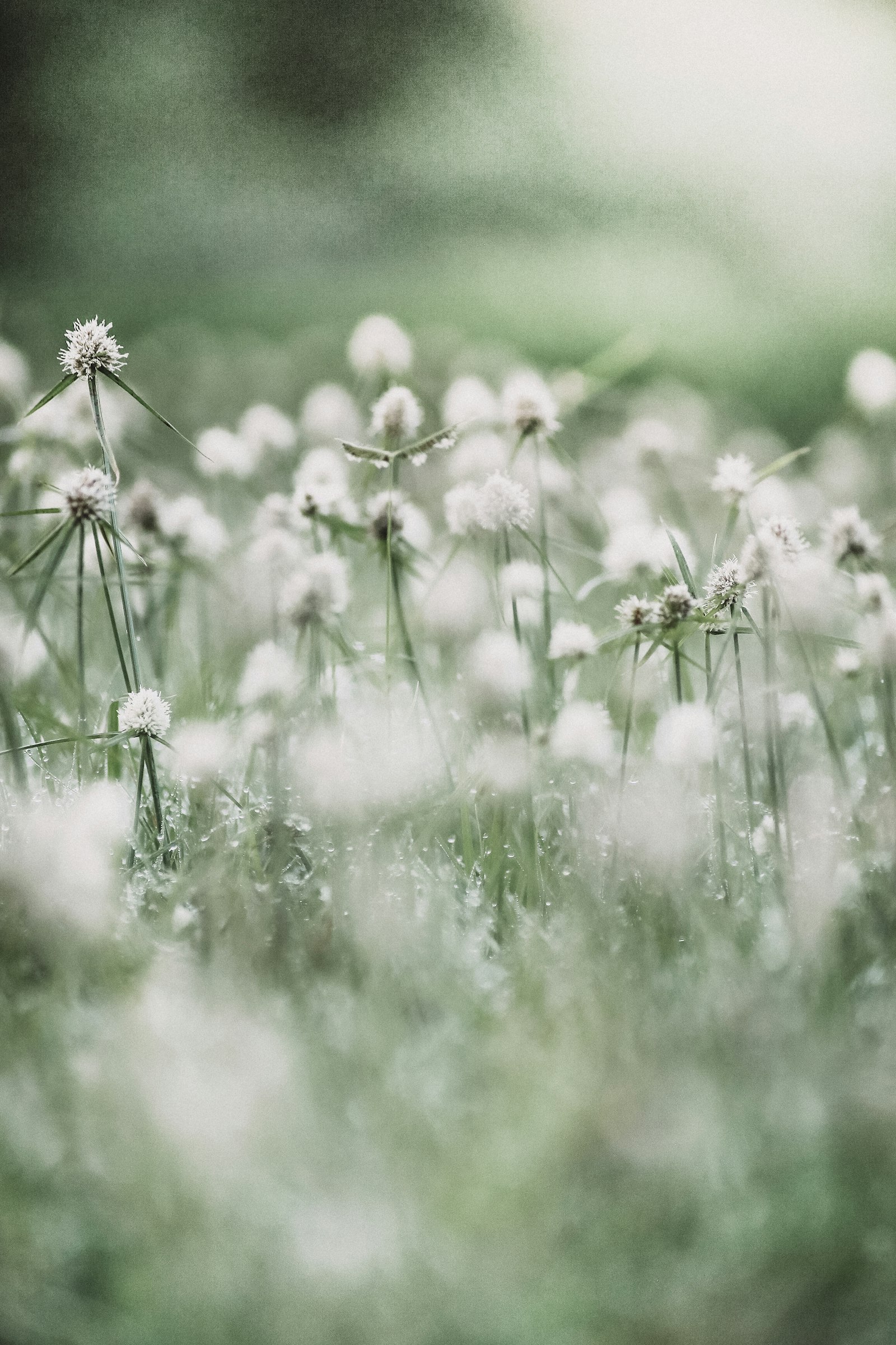 Canon EOS 6D + Tamron AF 70-300mm F4-5.6 Di LD Macro sample photo. White flowers in tilt photography