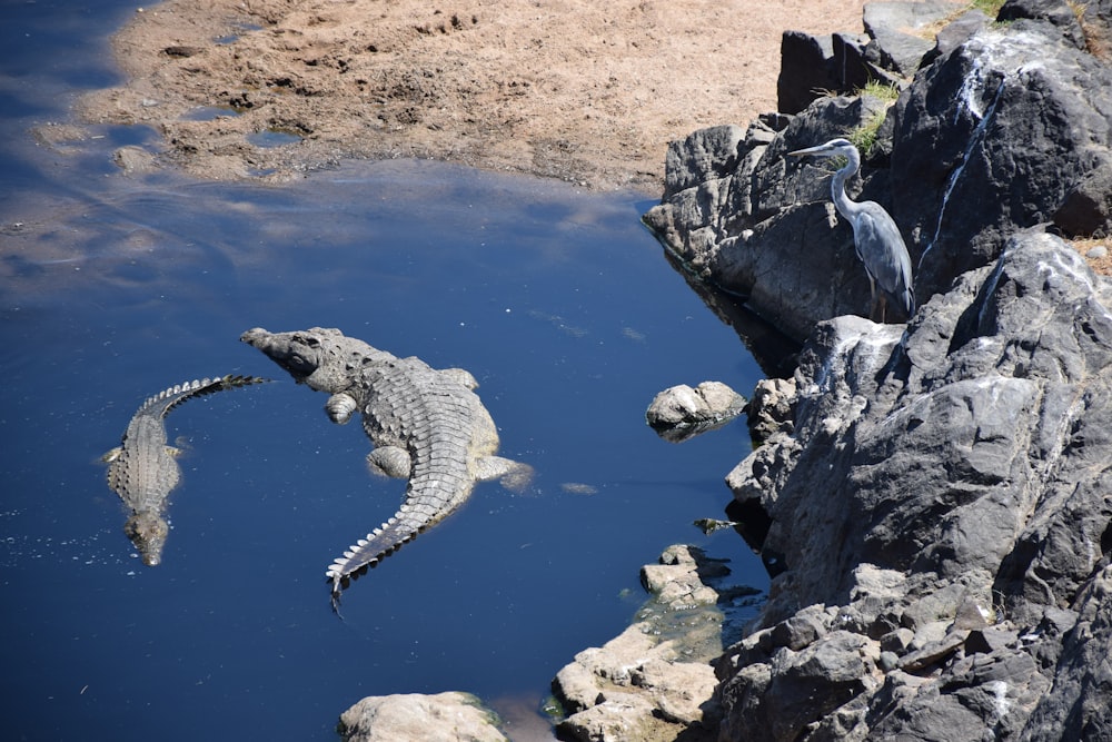 crocodile on body of water during daytime