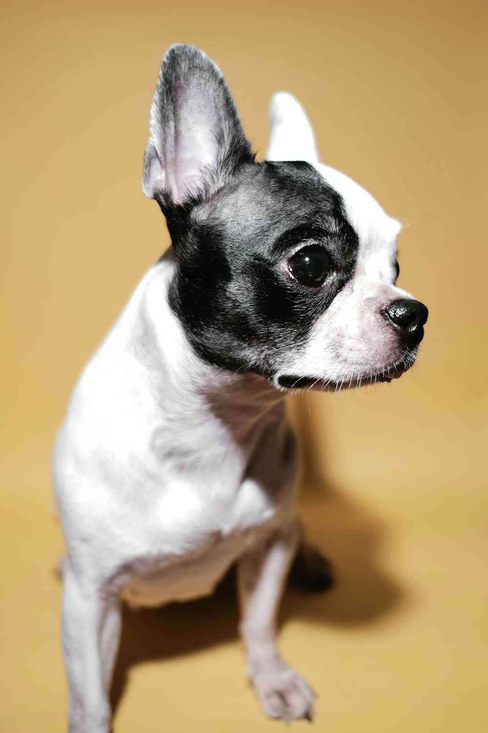 black and white short coated small dog