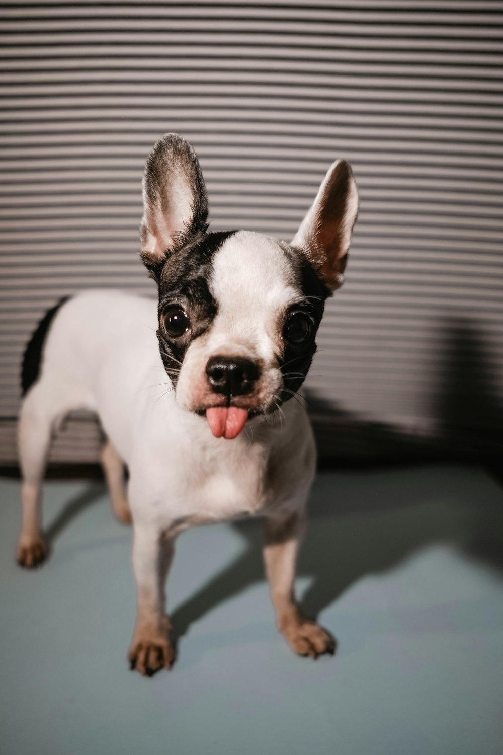 black and white short coated small dog