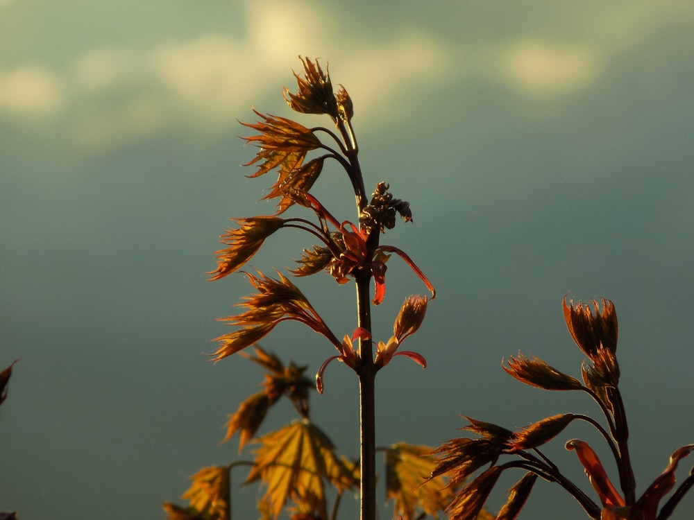 brown and green plant under blue sky during daytime