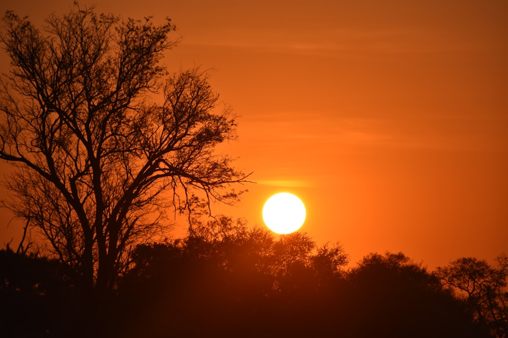 silhouette of trees during sunset