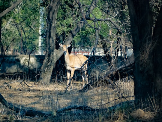 brown deer on brown grass field during daytime in Sultanpur National Park India