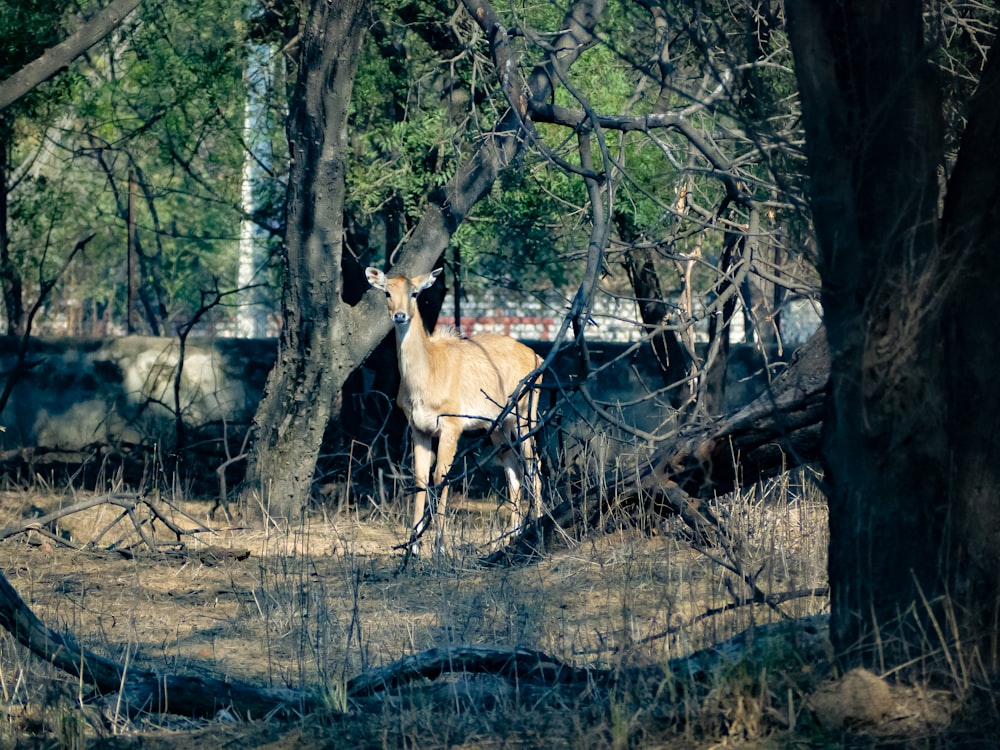 Cerf brun sur un champ d’herbe brune pendant la journée