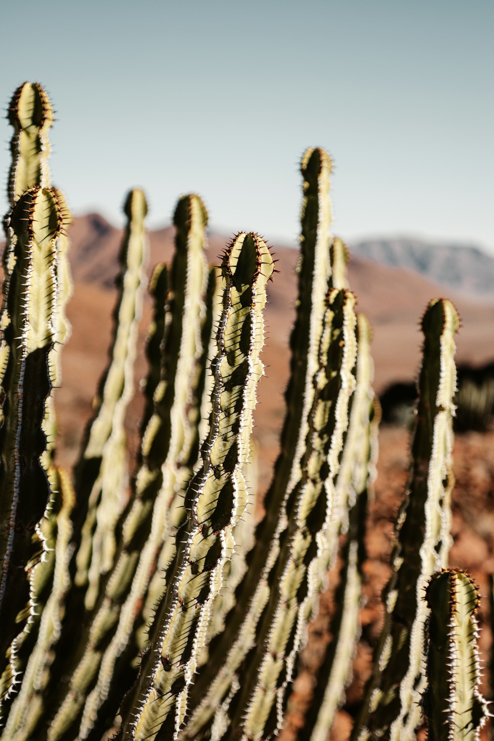 green cactus plant on brown field during daytime