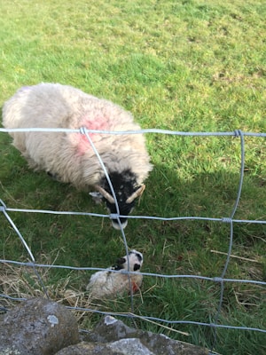 A sheep with thick wool and black markings on its head is standing in a grassy field, leaning down towards a newborn lamb on the ground. The lamb appears to be resting, and the sheep is positioned close to a wire fence.