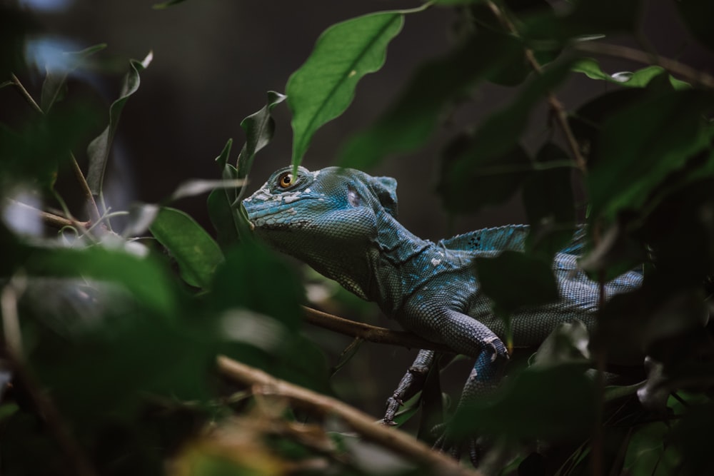 green and blue lizard on brown tree branch