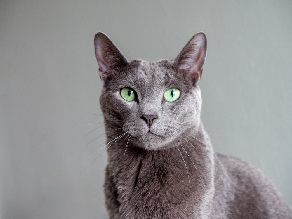 russian blue cat in white room