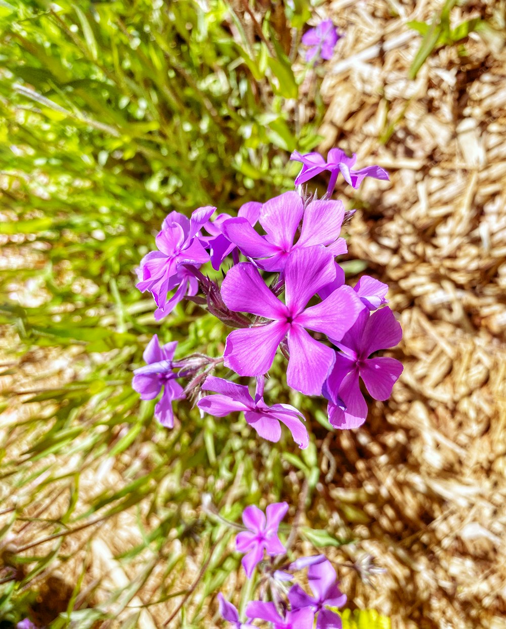 purple flowers on brown dried grass