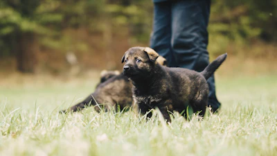 black and tan short coat puppy on green grass field during daytime