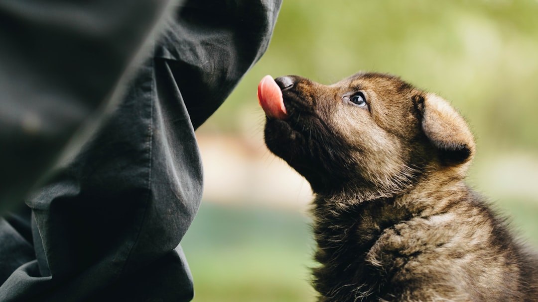 person holding brown and black short coated dog