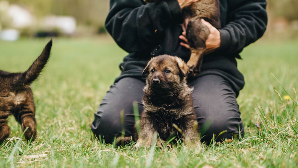 person in black leather jacket holding brown and black short coated puppy