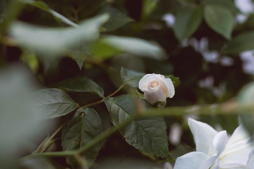 white flower in tilt shift lens