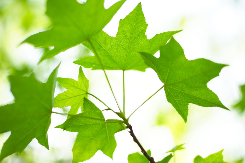 green maple leaf in close up photography