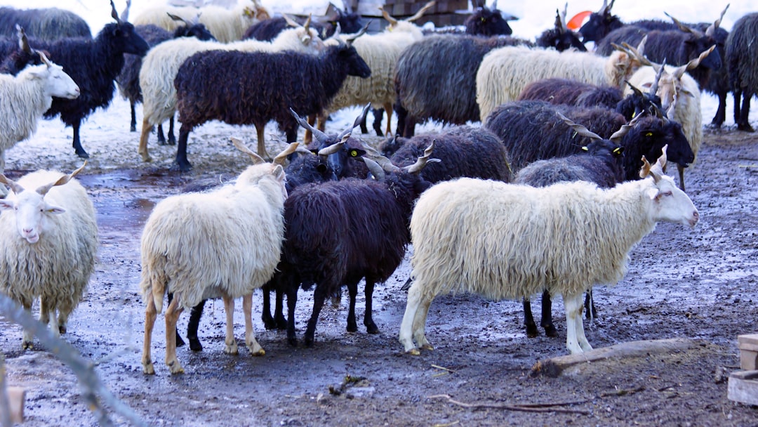 herd of sheep on gray soil during daytime