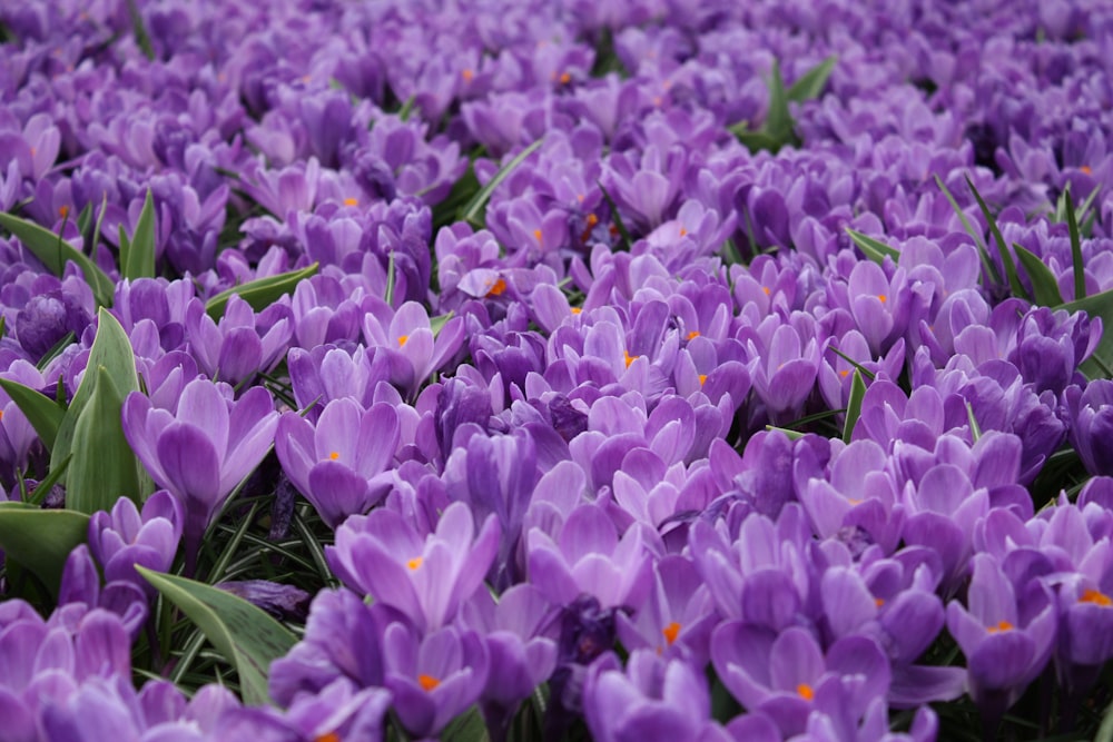 purple flowers with green leaves