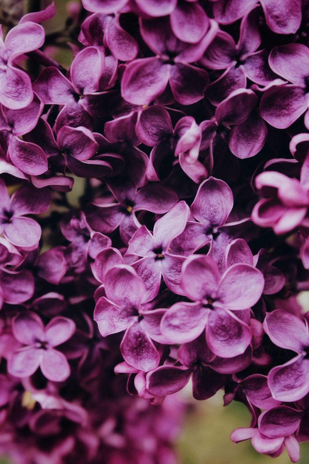 purple flowers in macro shot