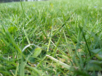 Close-up of fresh green grass sprouting in a shaded garden corner in Plovdiv.