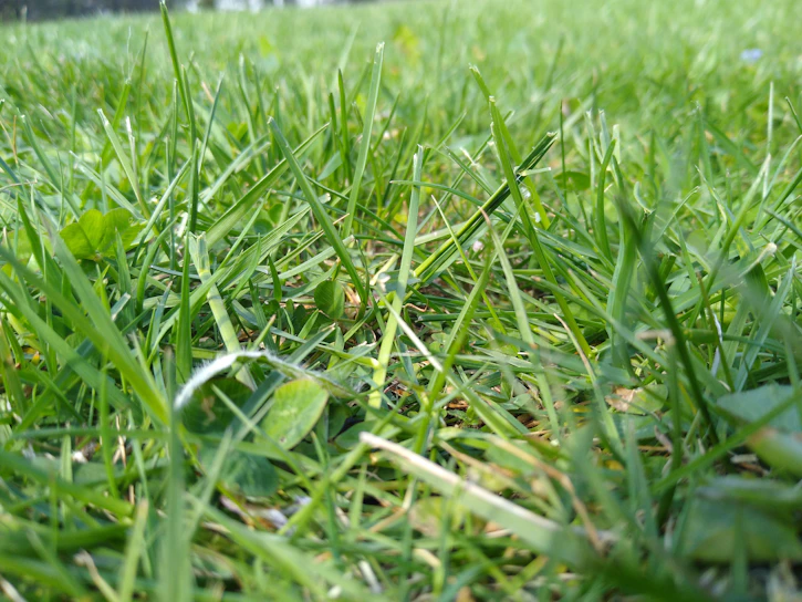 Close-up of fresh green grass sprouting in a shaded garden corner in Plovdiv.