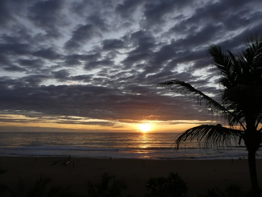 silhouette of palm tree during sunset in Negombo Sri Lanka