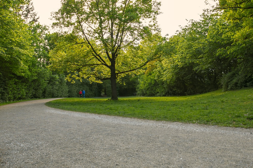 green trees on green grass field during daytime