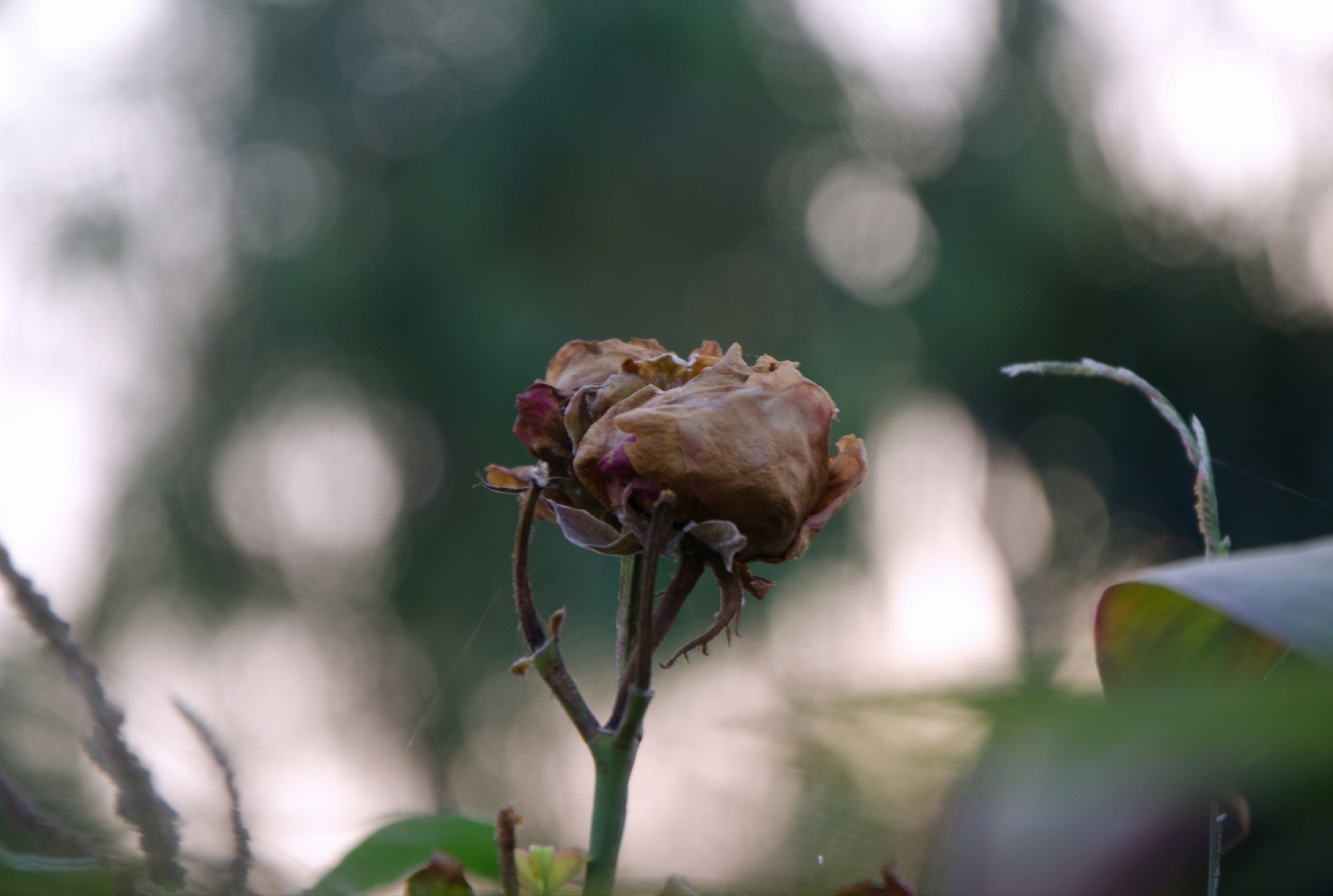 Photo by rc820