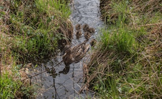 A duck is swimming in a narrow stream surrounded by lush green grass. Several ducklings follow closely behind in a line. The scene is peaceful and natural, showcasing a small waterway lined with dense vegetation.