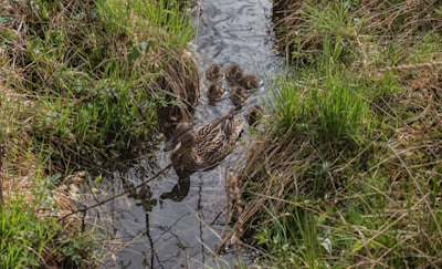A duck is swimming in a narrow stream surrounded by lush green grass. Several ducklings follow closely behind in a line. The scene is peaceful and natural, showcasing a small waterway lined with dense vegetation.