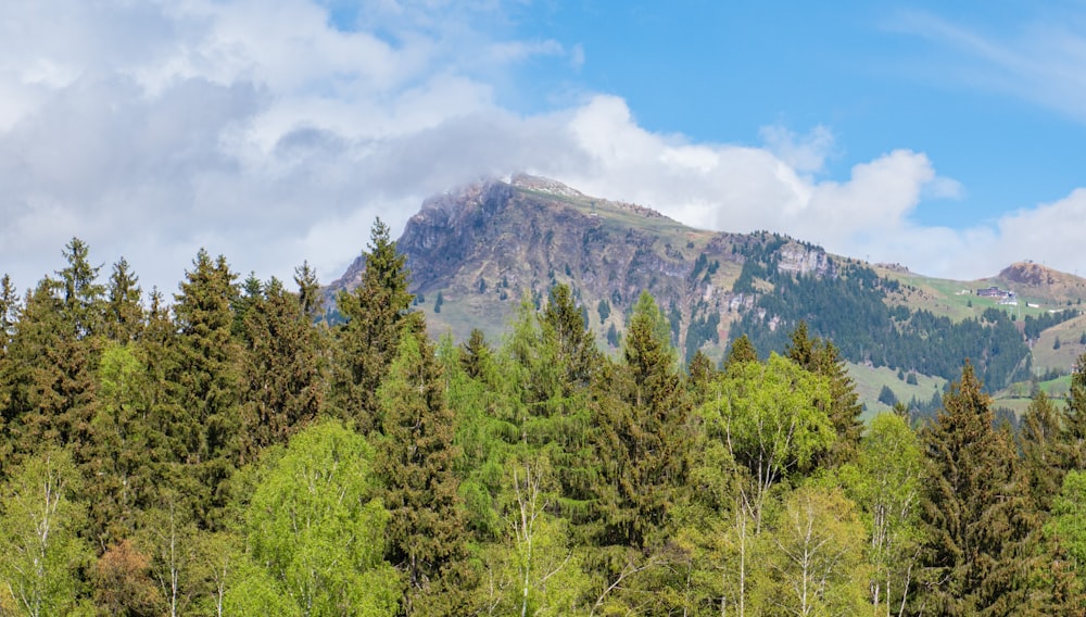 green trees near mountain under blue sky during daytime