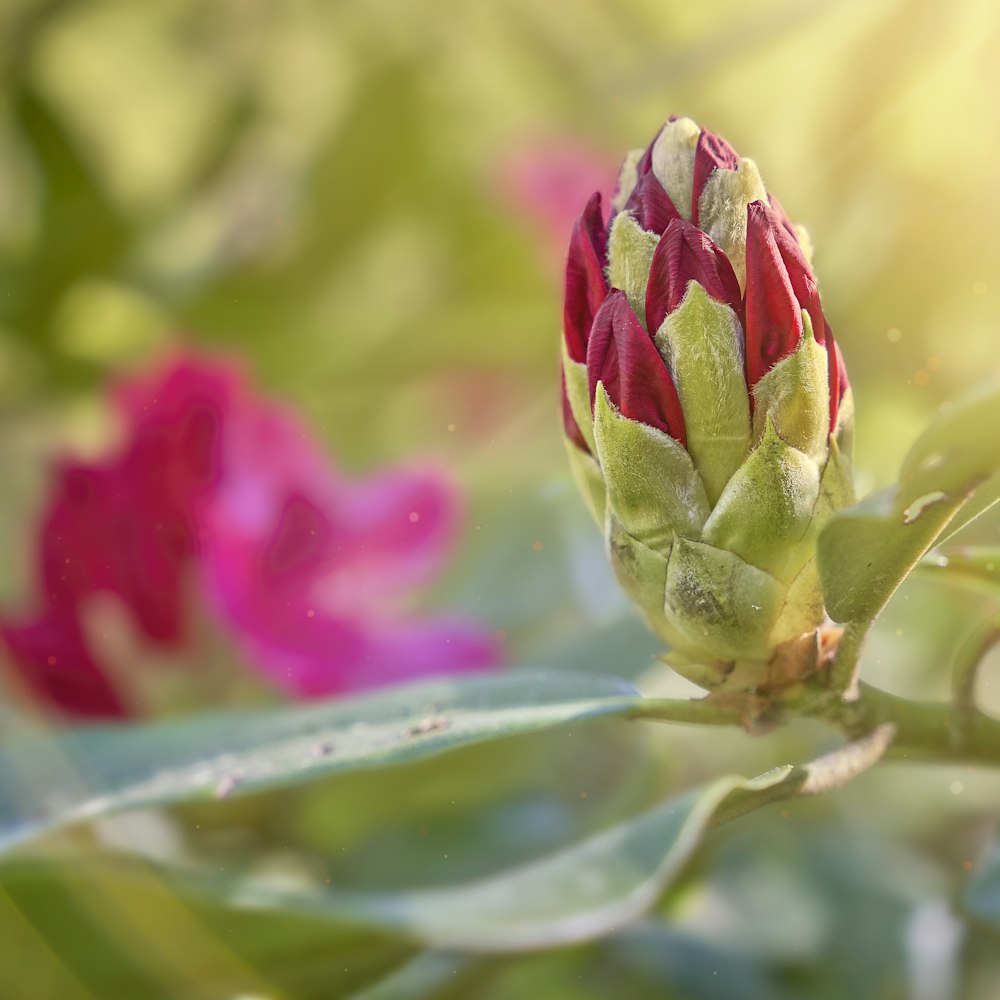 botão de flor rosa e verde na lente tilt shift