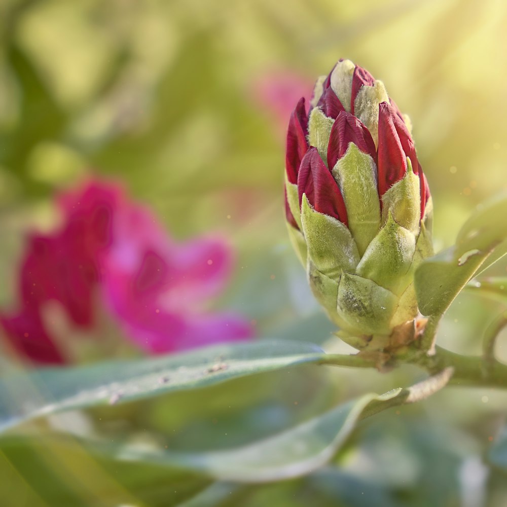 pink and green flower bud in tilt shift lens