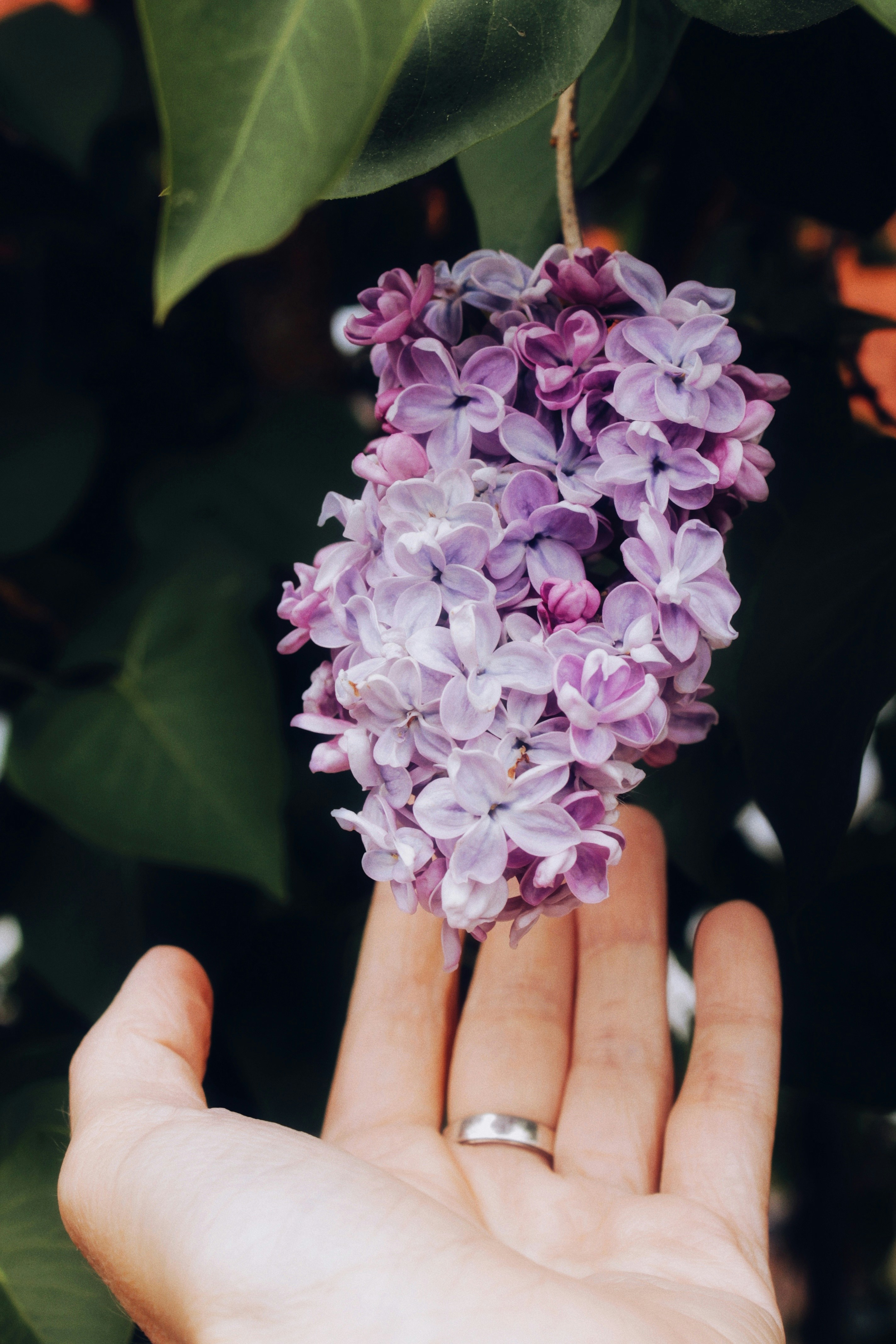 Photo by anna_meshkov