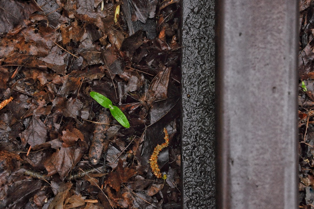 green and black snake on brown dried leaves