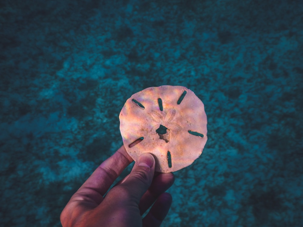 person holding brown round cookie