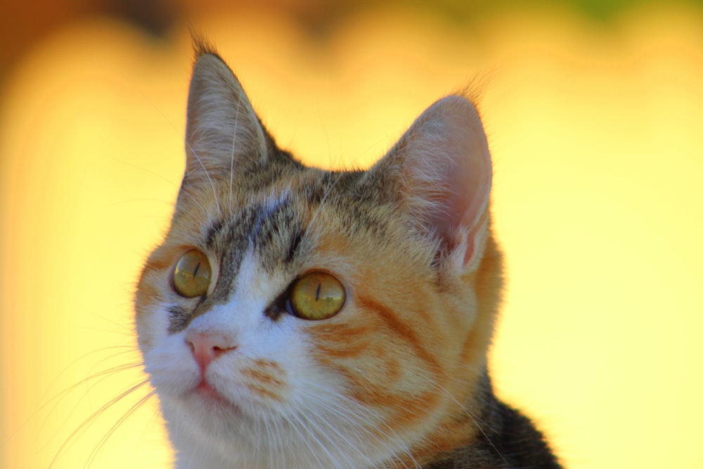 brown white and black cat