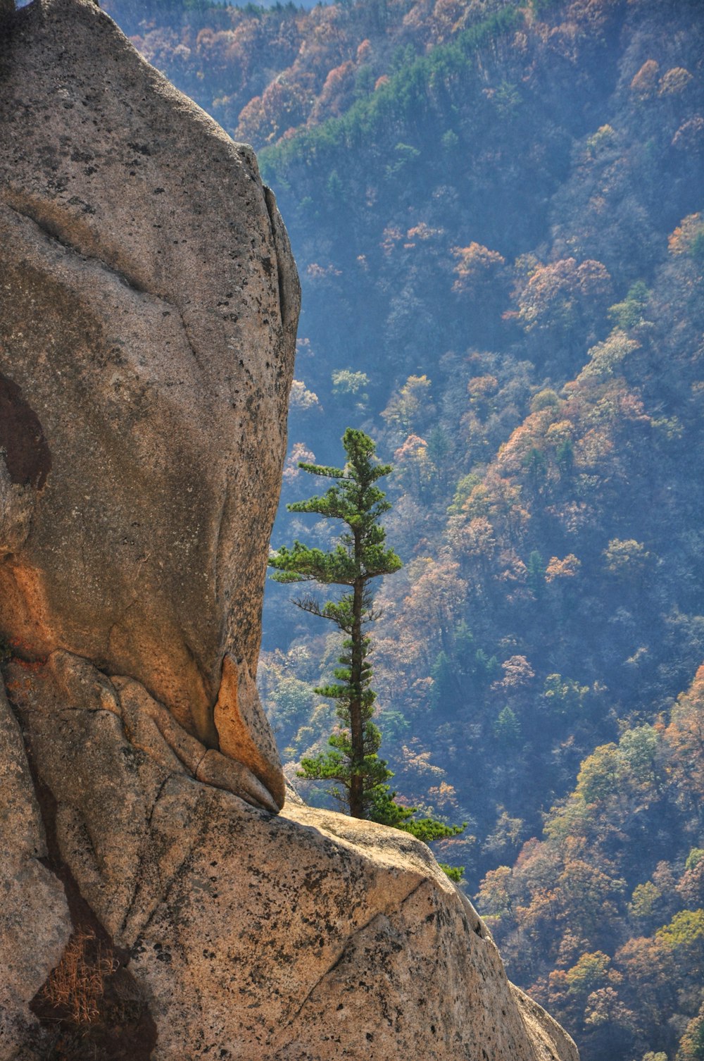 green trees on brown rock formation during daytime