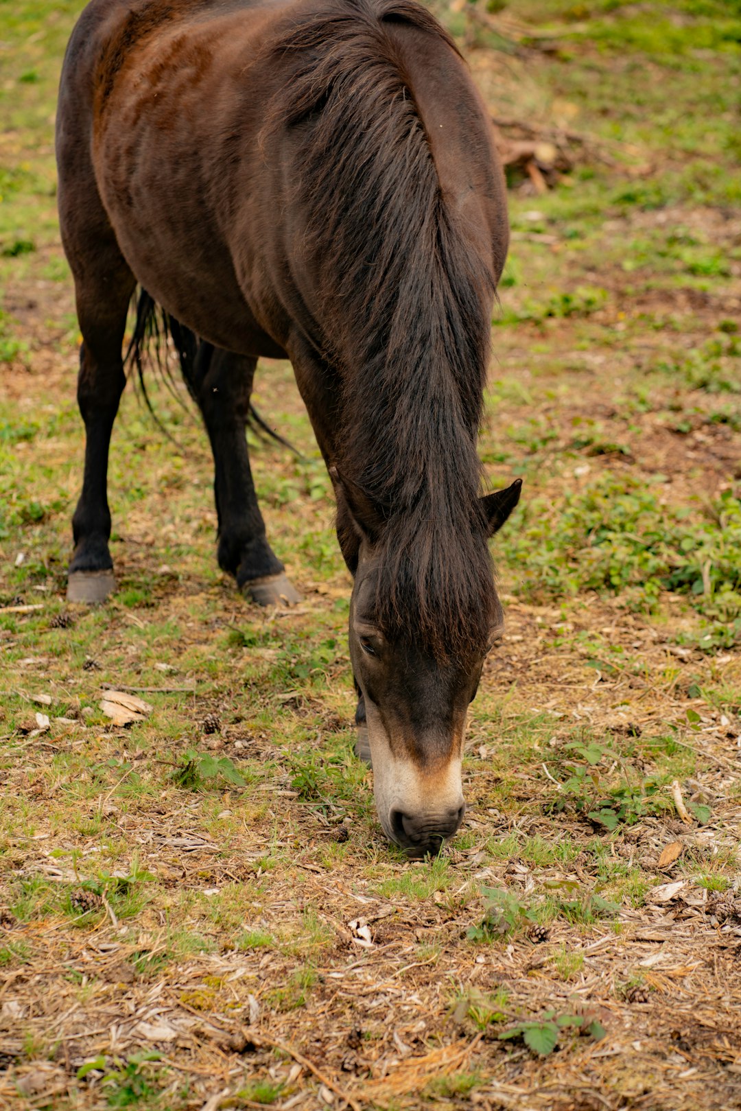 black and white horse eating grass during daytime