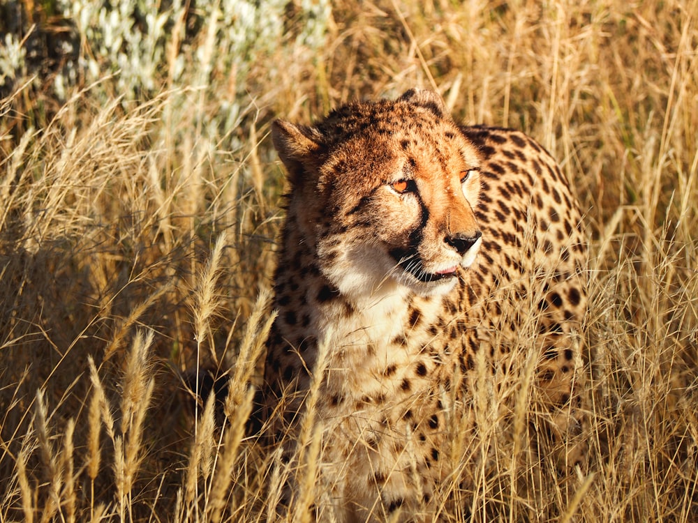 cheetah on brown grass field during daytime