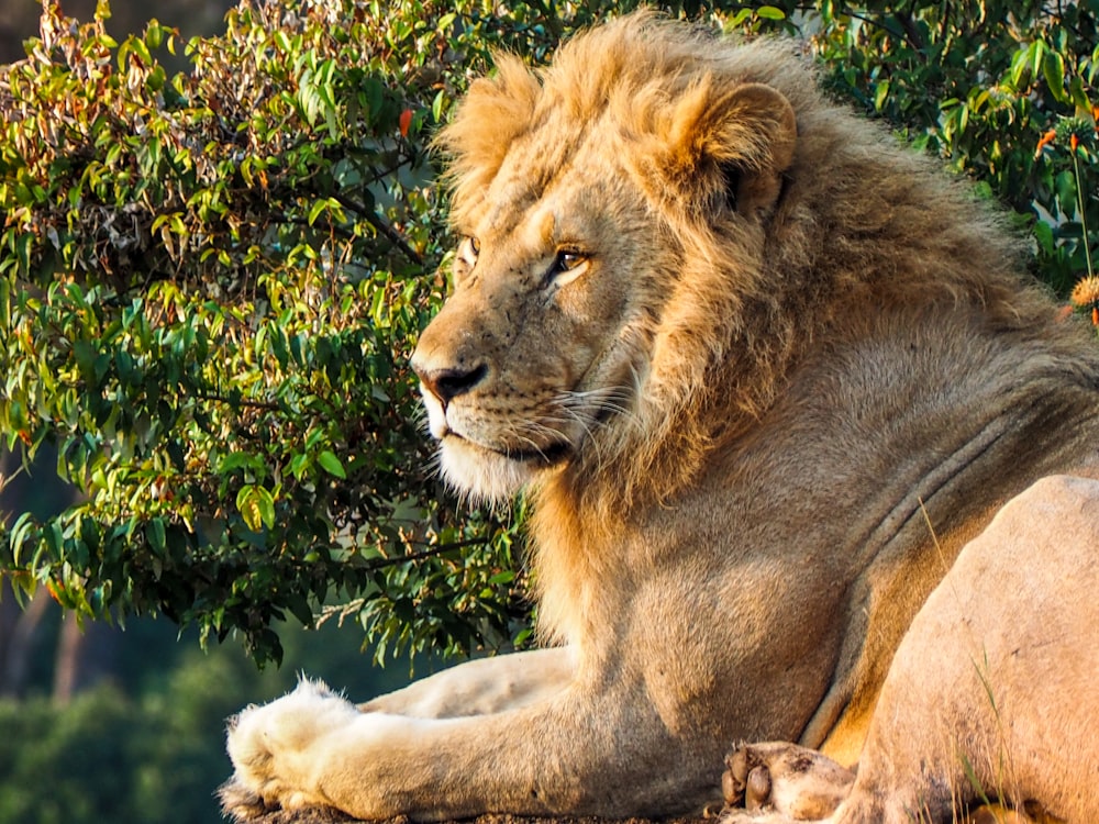 brown lion lying on ground beside green plant during daytime