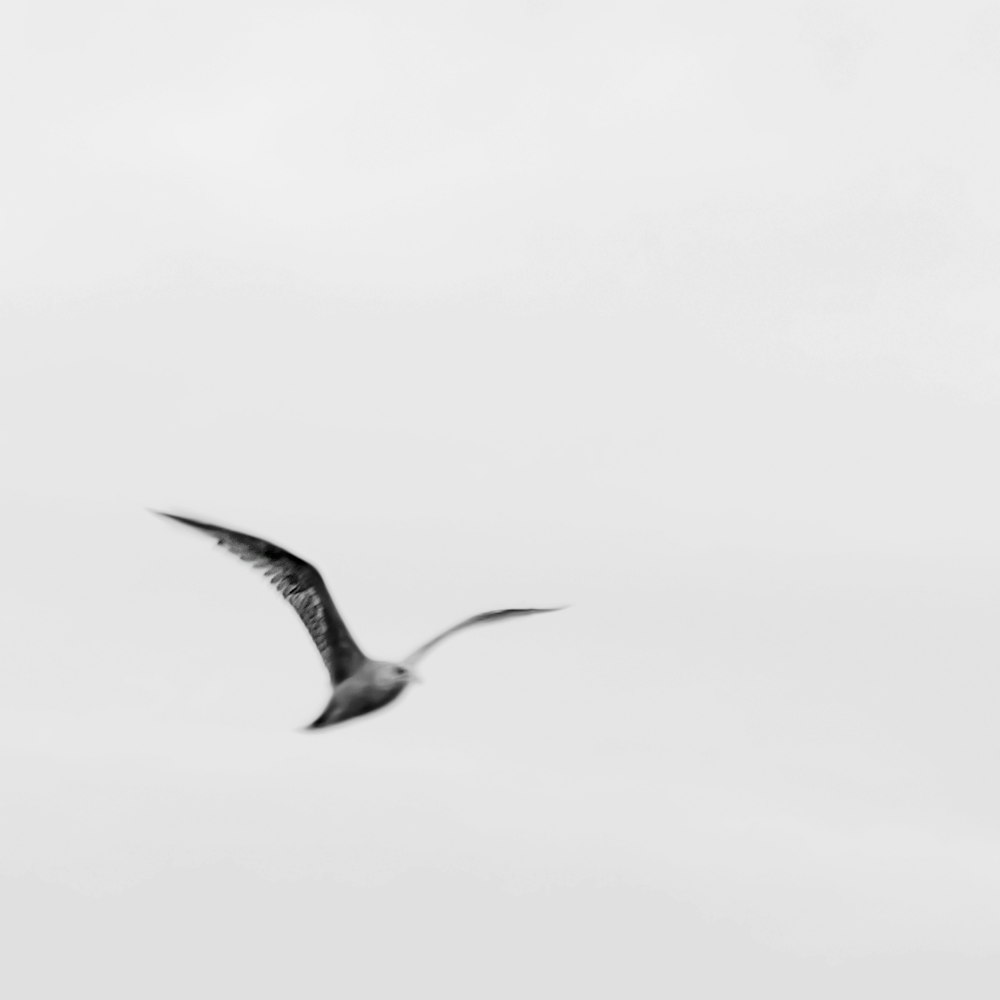 white and black bird flying