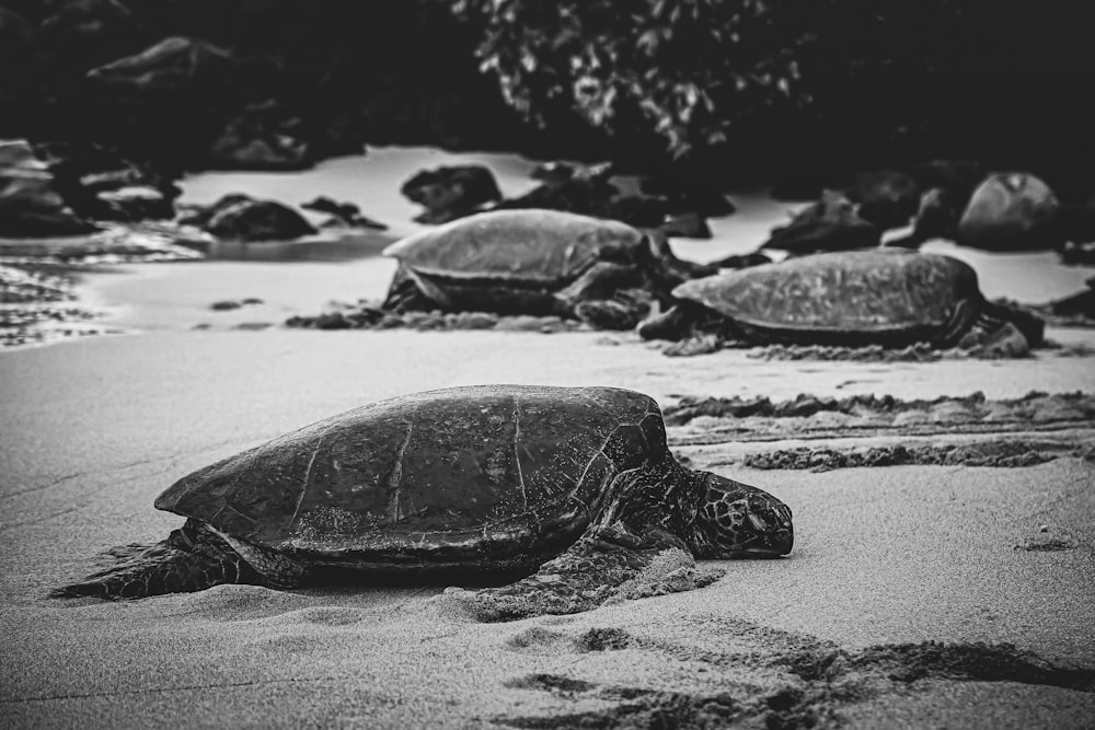 black turtle on white sand during daytime
