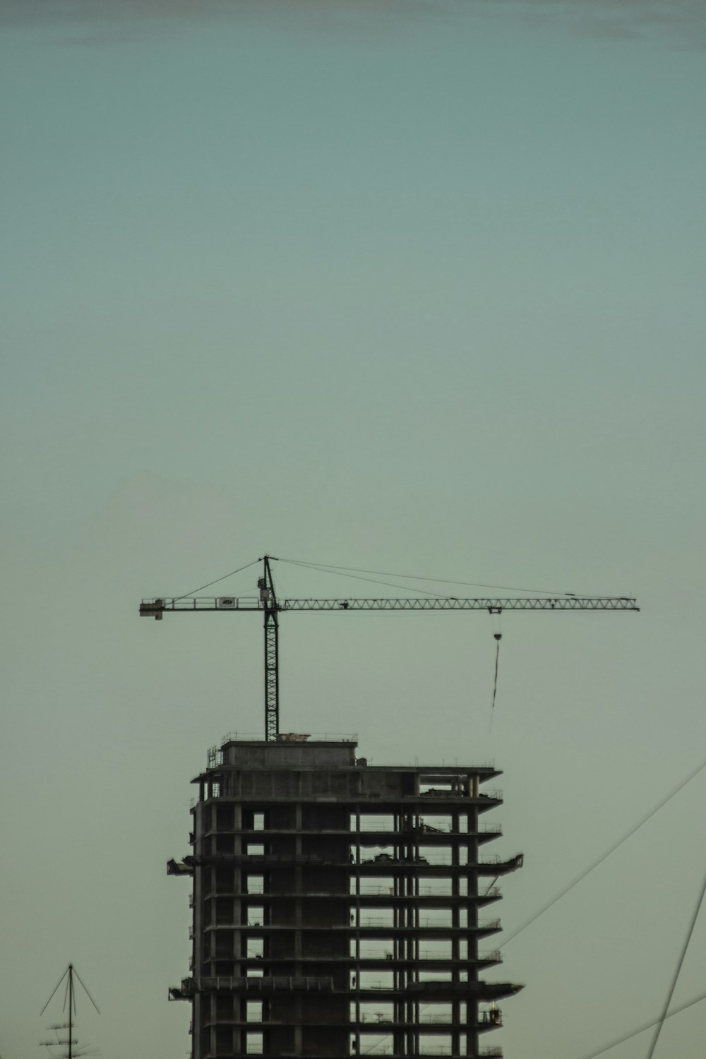 Schwarzer Kranich tagsüber unter blauem Himmel