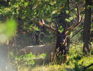 Best Big Game Decoys (Electronic): Motion Decoys vs. Sound Decoys